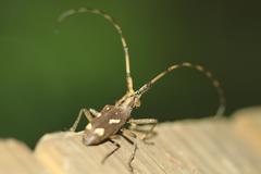 Paraleprodera itzingeri