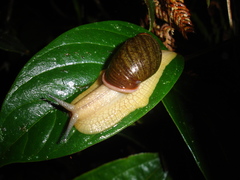 Plekocheilus paraguas
