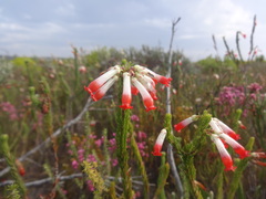 Erica regia