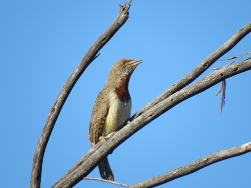 Rufous-necked Wryneck