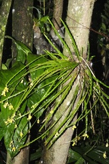 Lockhartia oerstedii