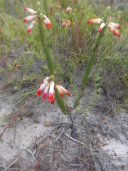 Erica regia