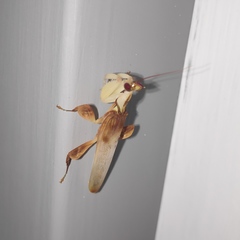 Hymenopus coronatus