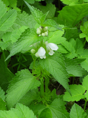 Lamium album
