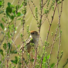 Cisticola lais