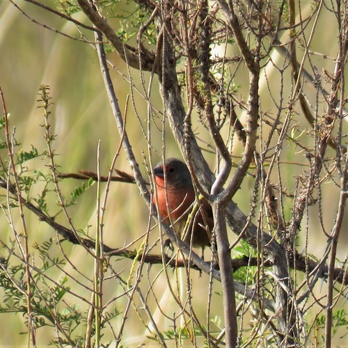 African Firefinch (Lagonosticta rubricata), photo 8