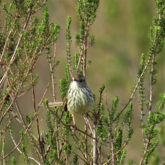 Prinia maculosa exultans