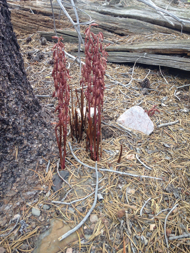 Spotted Coralroot foliage