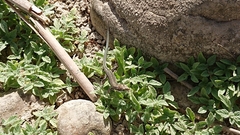 Podarcis guadarramae guadarramae