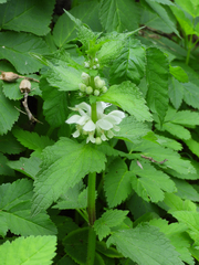 Lamium album