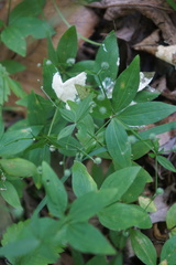 Galium lanceolatum