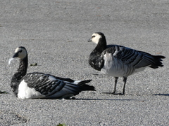 Branta leucopsis