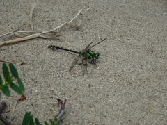Ophiogomphus carolus
