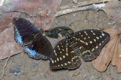 Lexias pardalis dirteana