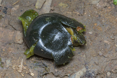 Polyscias diversifolia
