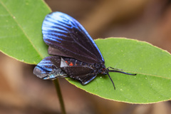 Pompelon marginata