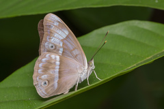 Eulaceura osteria