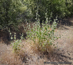 Malacothamnus aboriginum