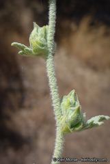 Malacothamnus aboriginum