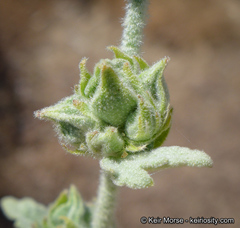 Malacothamnus aboriginum