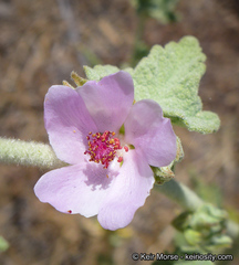 Malacothamnus aboriginum