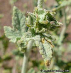Malacothamnus aboriginum
