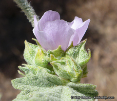 Malacothamnus aboriginum