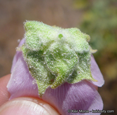 Malacothamnus aboriginum