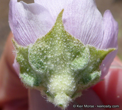 Malacothamnus aboriginum