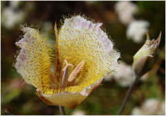 Calochortus weedii intermedius