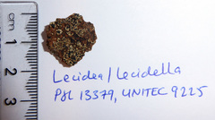 Lecidea