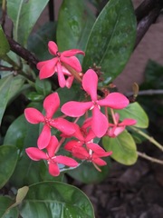 Ixora coccinea
