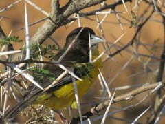 Ploceus bicolor bicolor