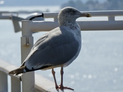 Larus argentatus