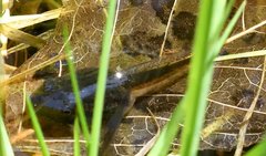 Lithobates sylvaticus