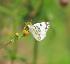 Pontia daplidice