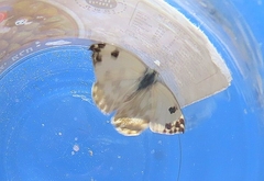 Pontia daplidice