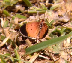 Acraea caldarena