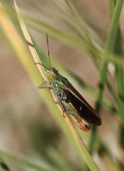 Stenobothrus rubicundulus