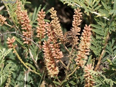 Prosopis farcta
