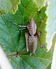 Thyreonotus corsicus