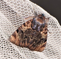 Catephia linteola