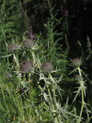 Cirsium eriophorum