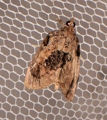 Crocidolomia suffusalis