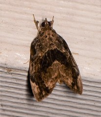 Crocidolomia suffusalis