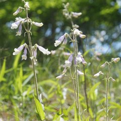 Penstemon hirsutus hirsutus