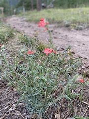 Ipomopsis aggregata collina