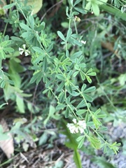 Lotus dorycnium