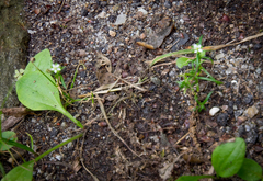 Sagina japonica
