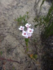 Erica ampullacea